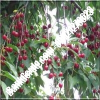 قیمت خرید نهال آلبالو در قزوین 09121263597