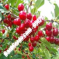 قیمت خرید نهال آلبالو در قنوات 09121263597 قیمت خرید نهال آلبالو در قنوات 09121263597