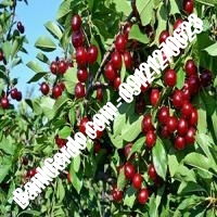 قیمت خرید نهال آلبالو در لاهیجان 09121263597 قیمت خرید نهال آلبالو در لاهیجان 09121263597