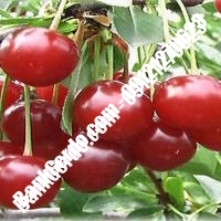 قیمت خرید نهال آلبالو در لردگان 09121263597 قیمت خرید نهال آلبالو در لردگان 09121263597