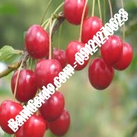 قیمت خرید نهال آلبالو در لنگرود 09121263597