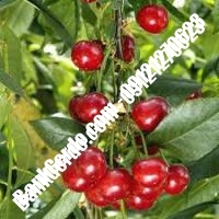 قیمت خرید نهال آلبالو در محمدشهر 09121263597