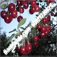 قیمت خرید نهال آلبالو در محمدشهر 09121263597