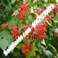 قیمت خرید نهال آلبالو در مراغه 09121263597