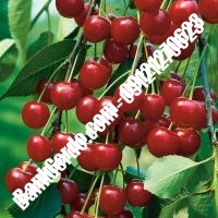 قیمت خرید نهال آلبالو در مرند 09121263597