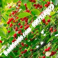قیمت خرید نهال آلبالو در مهاباد 09121263597