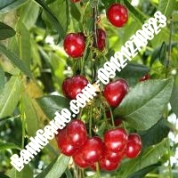 قیمت خرید نهال آلبالو در نهاوند 09121263597 قیمت خرید نهال آلبالو در نهاوند 09121263597