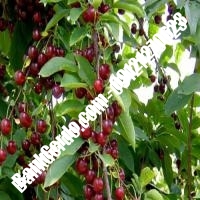 قیمت خرید نهال آلبالو در نیشابور 09121263597