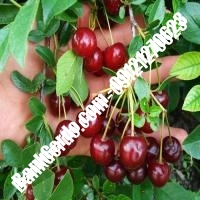 قیمت خرید نهال آلبالو در همدان 09121263597