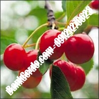 قیمت خرید نهال آلبالو در چهارمحال و بختیاری 09121263597 قیمت خرید نهال آلبالو در چهارمحال و بختیاری 09121263597