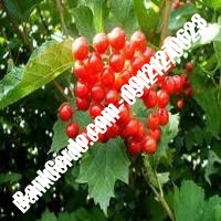 قیمت خرید نهال آلبالو در کاشان 09121263597
