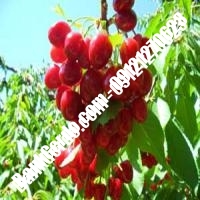 قیمت خرید نهال آلبالو در کنگاور 09121263597 قیمت خرید نهال آلبالو در کنگاور 09121263597