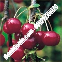 قیمت خرید نهال آلبالو در کهک 09121263597