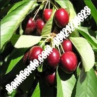 قیمت خرید نهال آلبالو در کهگیلویه و بویراحمد 09121263597