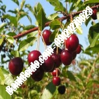 قیمت خرید نهال آلبالو در کوهدشت 09121263597