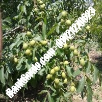 نهال گردو پیوندی چندلر