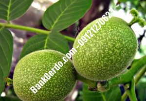 نهال گردو چندلر تبریز| نهالستان بزرگ کرج | 09121243597