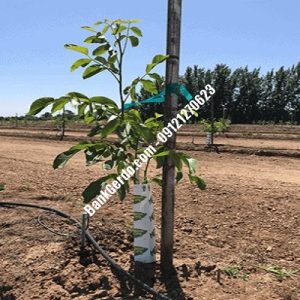 نهال گردو چندلر ریز| نهالستان بزرگ کرج | 09121243597