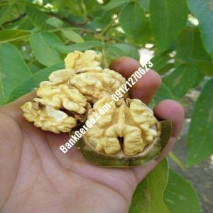 نهال گردو چندلر دوراهک| نهالستان بزرگ کرج | 09121243597