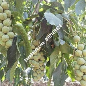 نهال گردو چندلر بندرگناوه | نهالستان بزرگ کرج | 09121243597