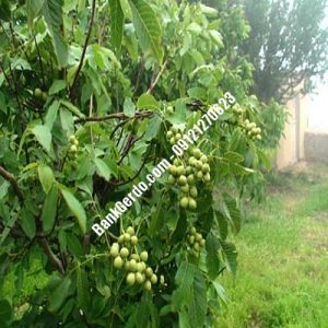 نهال گردو چندلر بوشکان | نهالستان بزرگ کرج | 09121243597