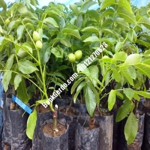نهال گردو چندلر چغادک | نهالستان بزرگ کرج | 09121243597