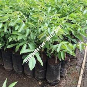 نهال گردو چندلر خورموج| نهالستان بزرگ کرج | 09121243597