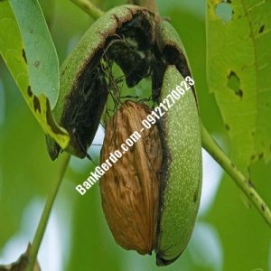 نهال گردو چندلر فردیس| نهالستان بزرگ کرج | 09121243597