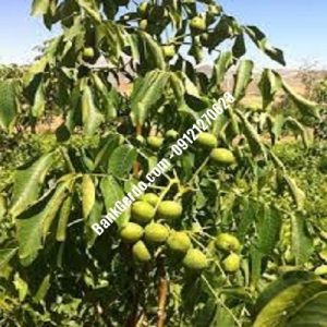 نهال گردو چندلر دلوار| نهالستان بزرگ کرج | 09121243597