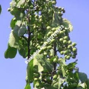 نهال گردو چندلر وحدتیه| نهالستان بزرگ کرج | 09121243597