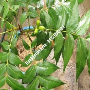 نهال گردو چندلر عالی‌شهر| نهالستان بزرگ کرج | 09121243597
