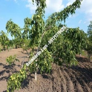 نهال گردو چندلر شبانکاره| نهالستان بزرگ کرج | 09121243597