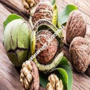 نهال گردو چندلر مشکین‌دشت| نهالستان بزرگ کرج | 09121243597