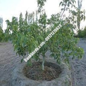 نهال گردو چندلر کلمه| نهالستان بزرگ کرج | 09121243597