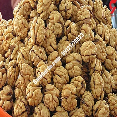 نهال گردو چندلر شنبه| نهالستان بزرگ کرج | 09121243597 نهال گردو چندلر شنبه| نهالستان بزرگ کرج | 09121243597