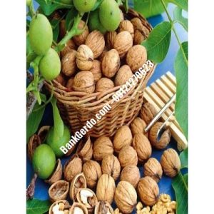 نهال گردو چندلر ماهدشت| نهالستان بزرگ کرج | 09121243597