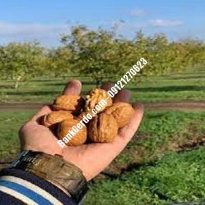 نهال گردو چندلر گلسار| نهالستان بزرگ کرج | 09121243597