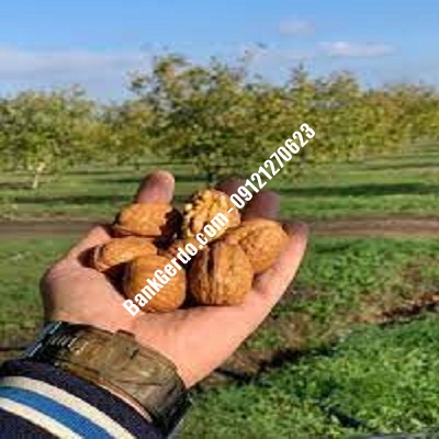 نهال گردو چندلر گلسار| نهالستان بزرگ کرج | 09121243597 نهال گردو چندلر گلسار| نهالستان بزرگ کرج | 09121243597