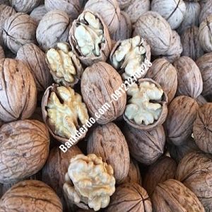نهال گردو چندلر آبدان | نهالستان بزرگ کرج | 09121243597