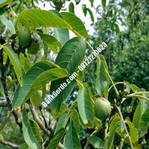 نهال گردو چندلر محمدشهر| نهالستان بزرگ کرج | 09121243597