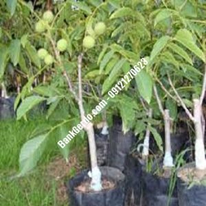 نهال گردو چندلر ایلام| نهالستان بزرگ کرج | 09121243597