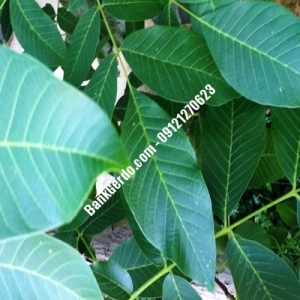 نهال گردو چندلر سعدآباد| نهالستان بزرگ کرج | 09121243597