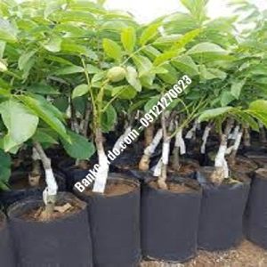 نهال گردو چندلر بدره| نهالستان بزرگ کرج | 09121243597