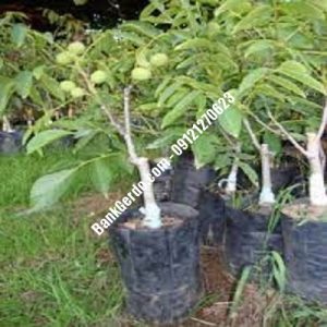 نهال گردو چندلر دره‌شهر| نهالستان بزرگ کرج | 09121243597
