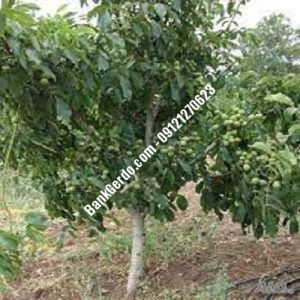 نهال گردو چندلر دهلران|| نهالستان بزرگ کرج | 09121243597