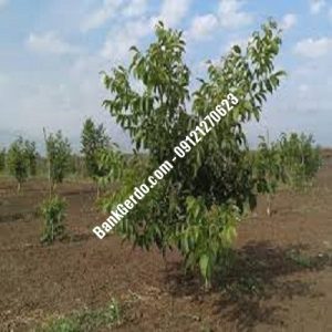نهال گردو چندلر چرداول| نهالستان بزرگ کرج | 09121243597