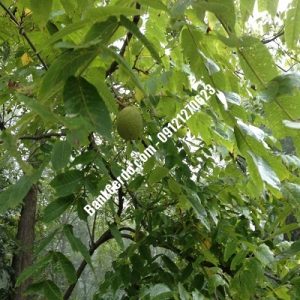 نهال گردو چندلر مهران| نهالستان بزرگ کرج | 09121243597