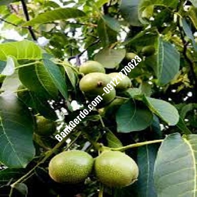 نهال گردو چندلر آسمانآباد | نهالستان بزرگ کرج | 09121243597 نهال گردو چندلر آسمانآباد | نهالستان بزرگ کرج | 09121243597
