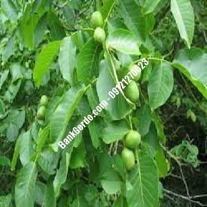 نهال گردو چندلر ارکواز| نهالستان بزرگ کرج | 09121243597