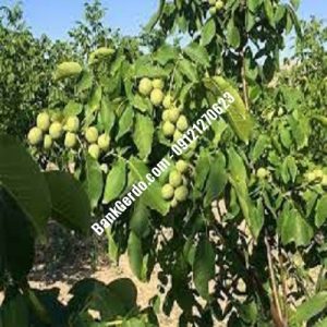 نهال گردو چندلر تهران| نهالستان بزرگ کرج | 09121243597